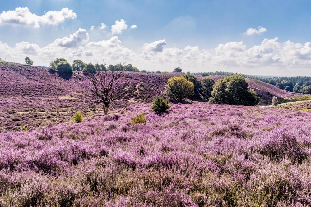 Отель Sfeervolle Chalet Op De Veluwe In Хундерло Экстерьер фото