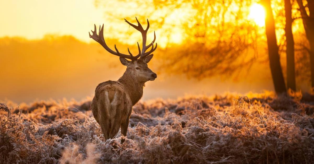 Отель Sfeervolle Chalet Op De Veluwe In Хундерло Экстерьер фото